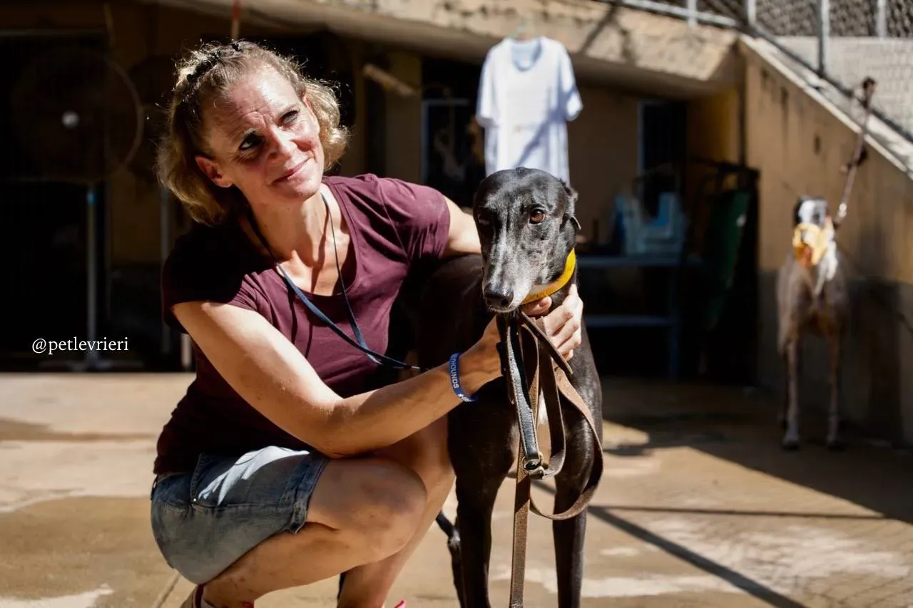 2 tiger tahlia adozione greyhound macao 1