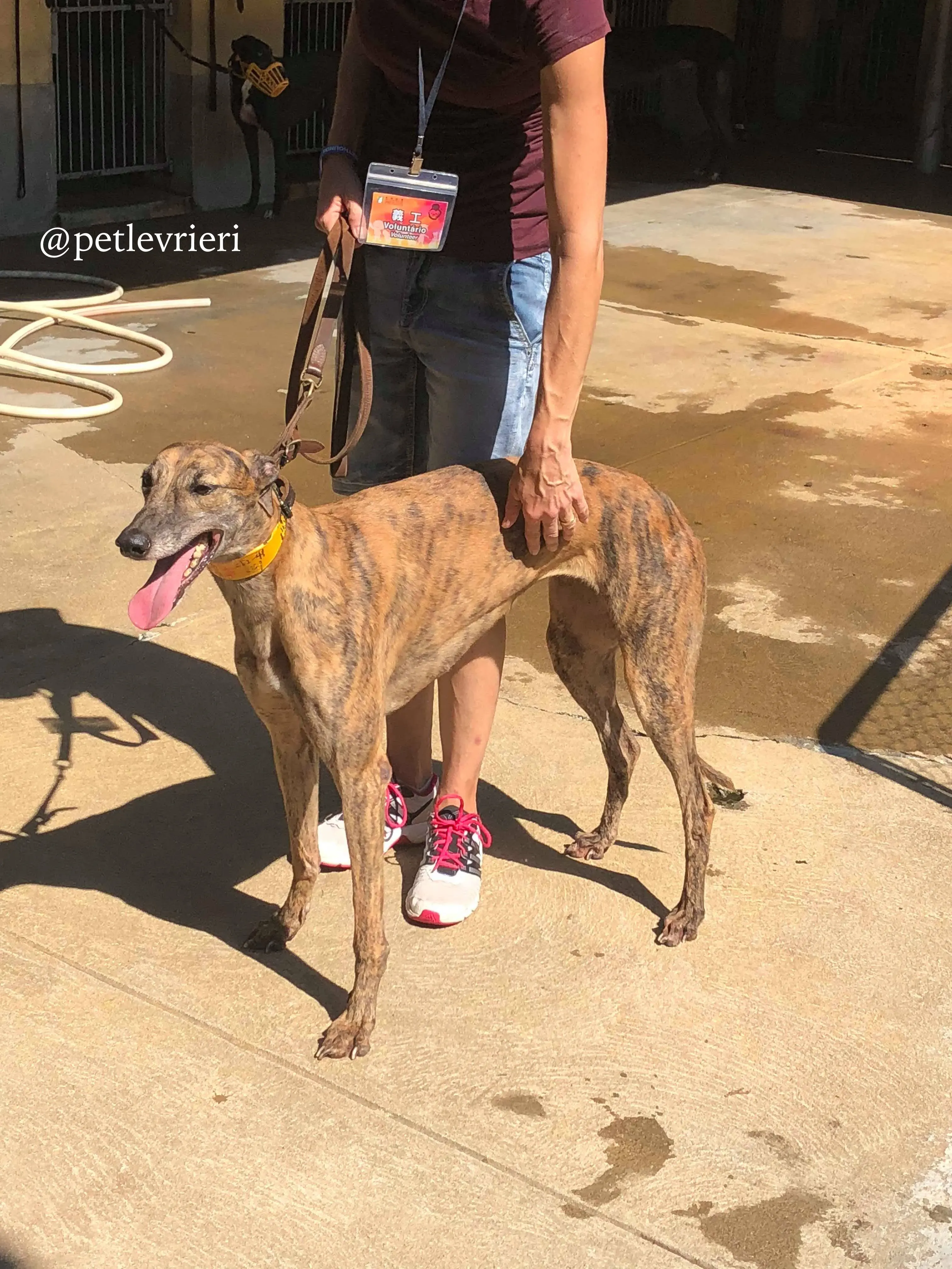 2 tron thing adozione greyhound macao