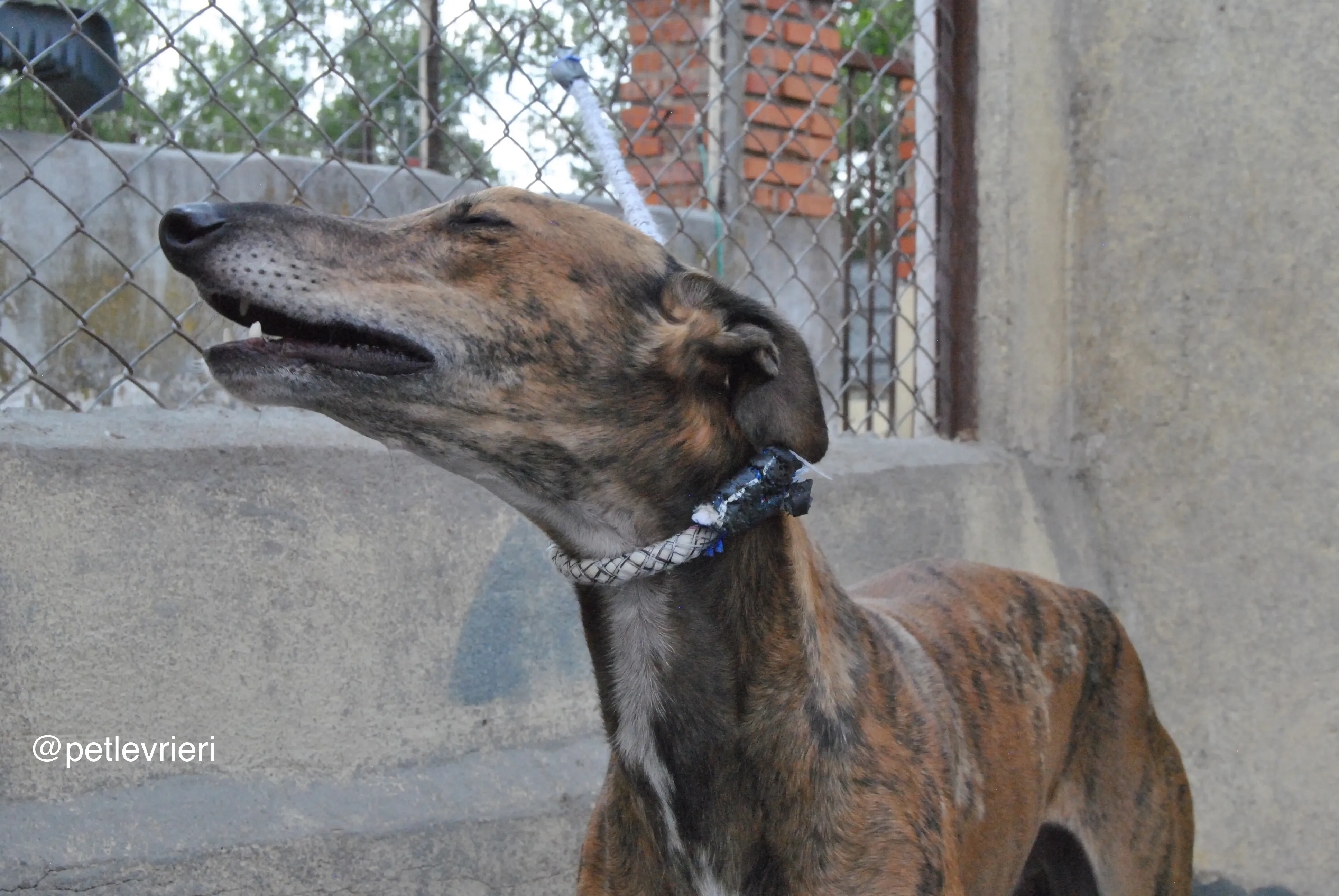 2 verdi adozione levrieri galgo