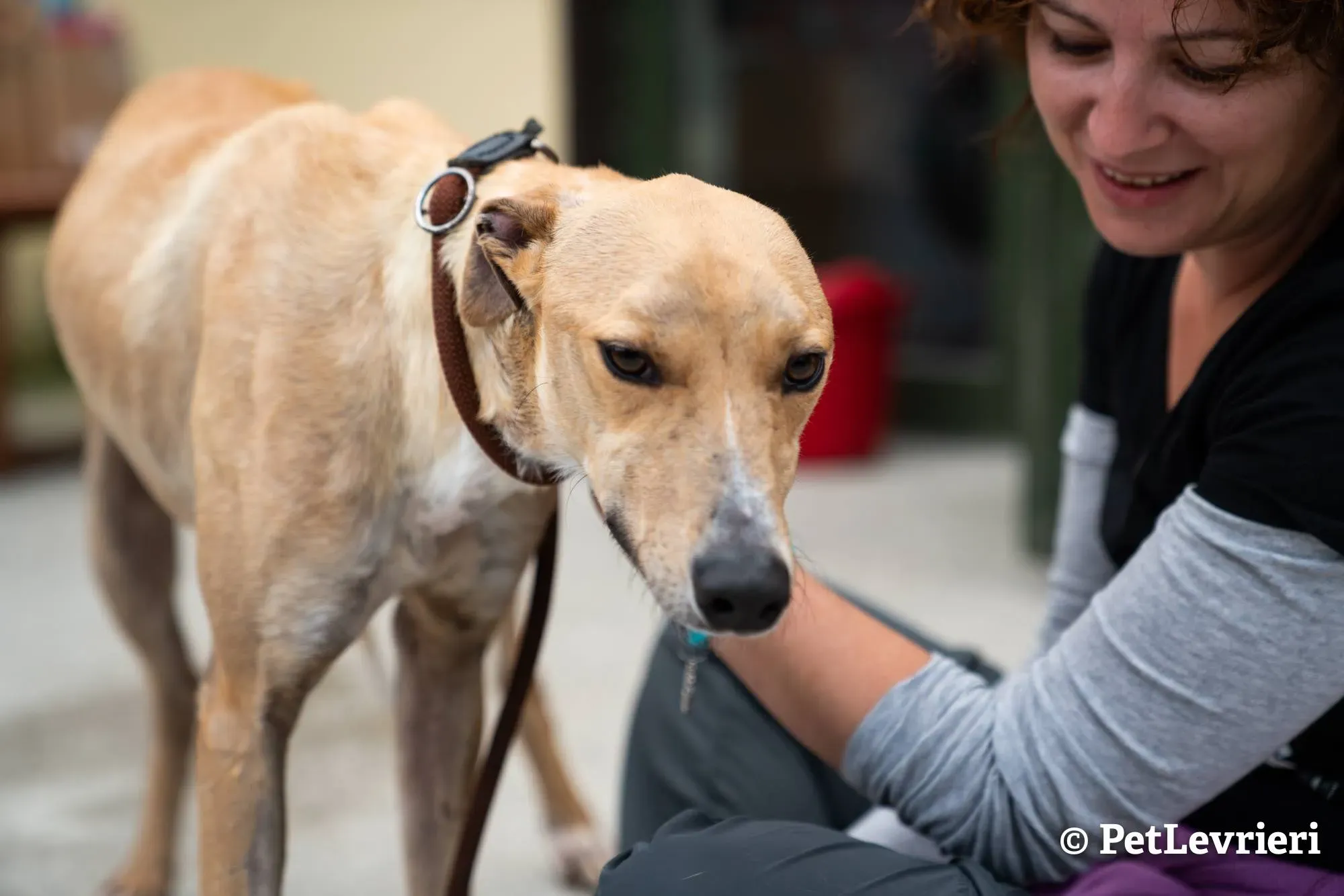 2 will adozione levrieri greyhound