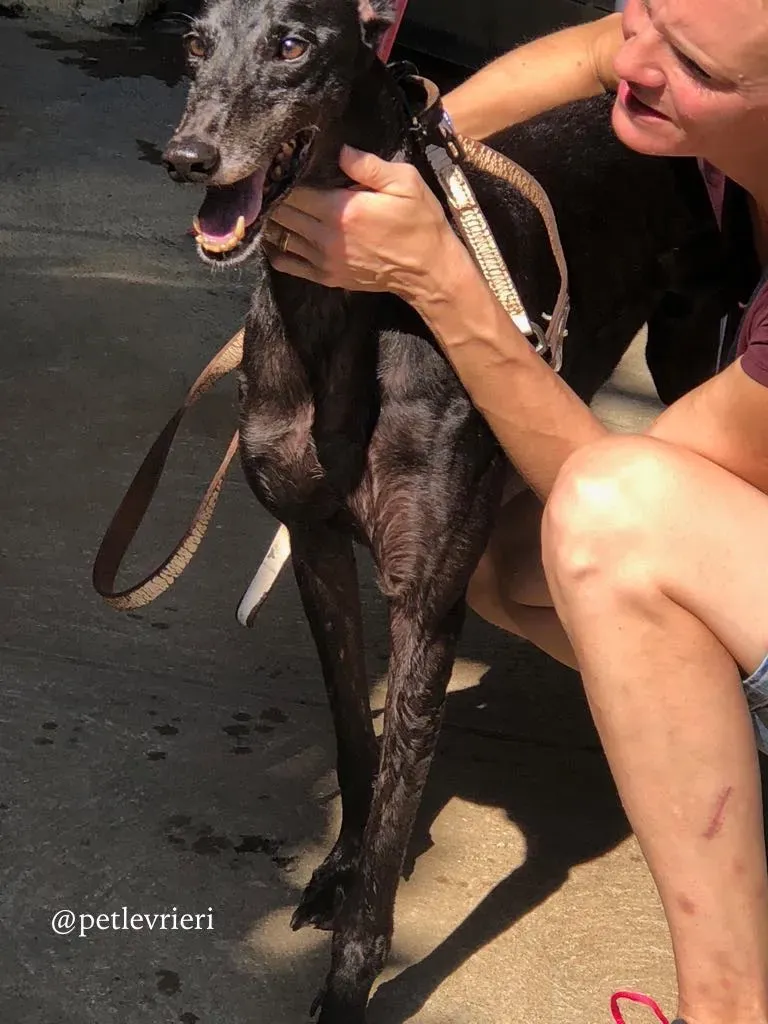 2 win warrior adozione greyhound macao