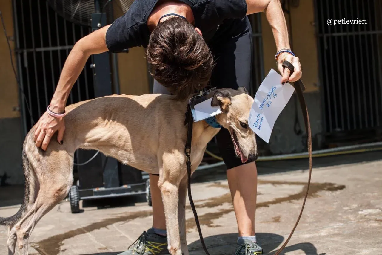2 wins herojoys adozione greyhound macao