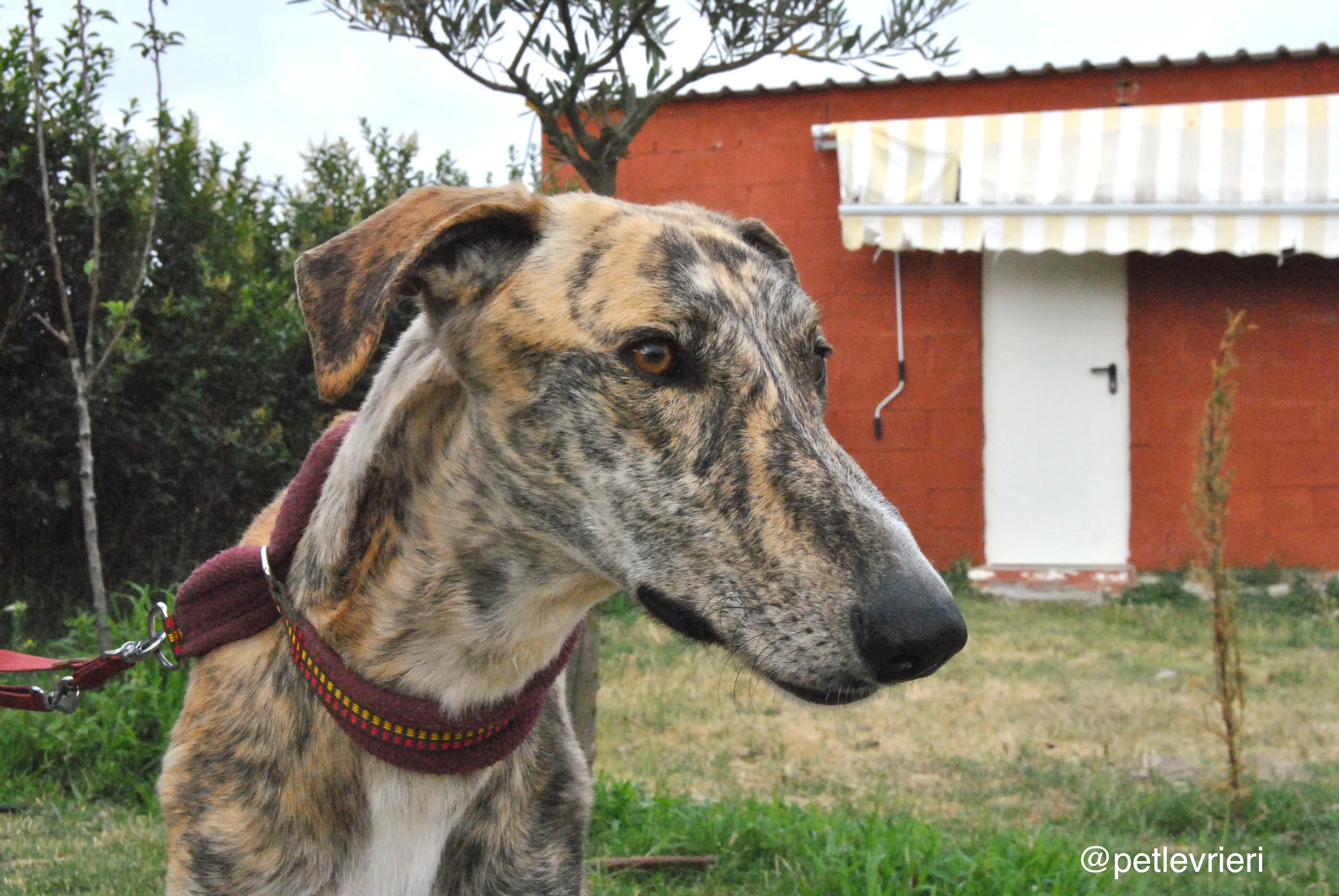 2 yasi adozione levrieri galgo