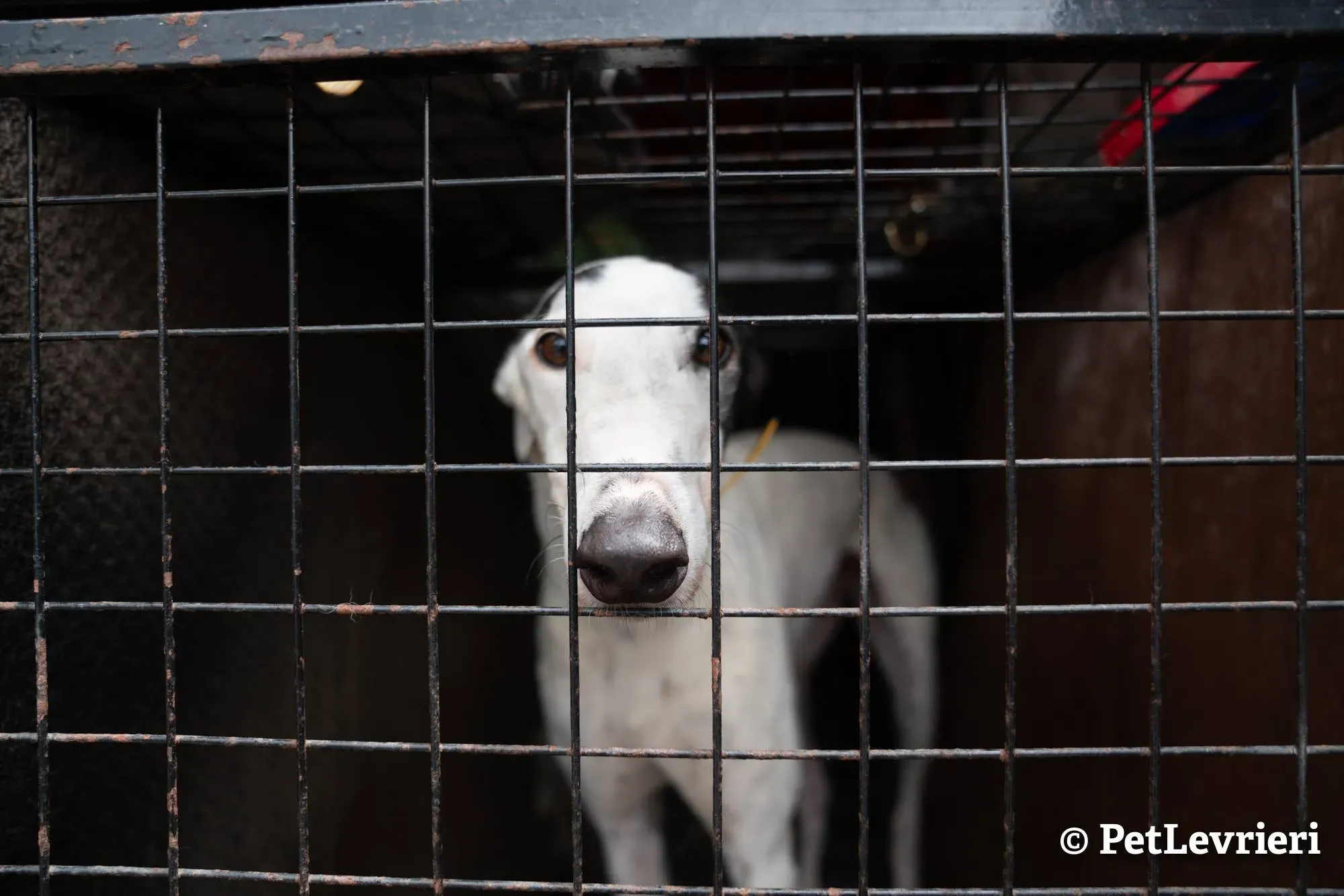2 young adozione levrieri greyhound