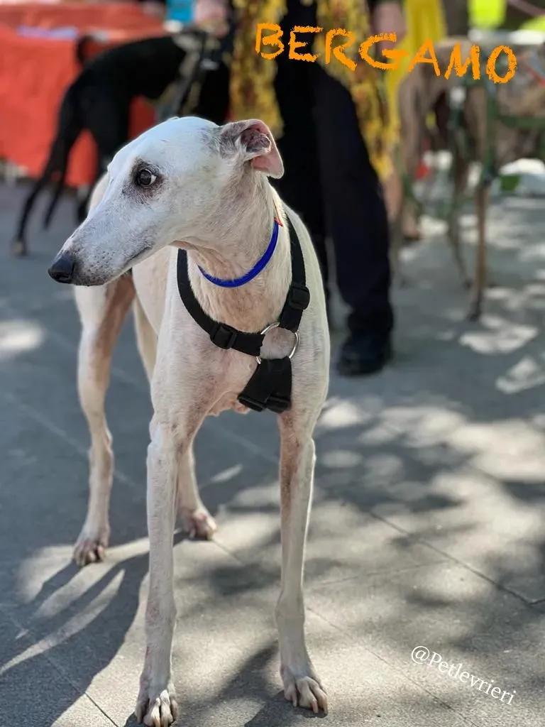 2d5aeb56 e4c1 4e77 90a7 7cf7932e4e42 risultato