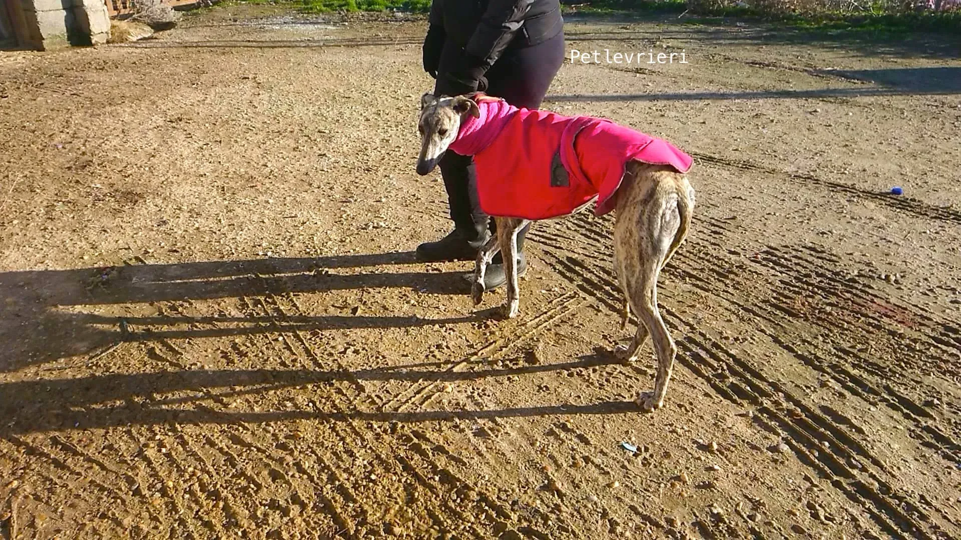 3 felicita adozioni pet levrieri