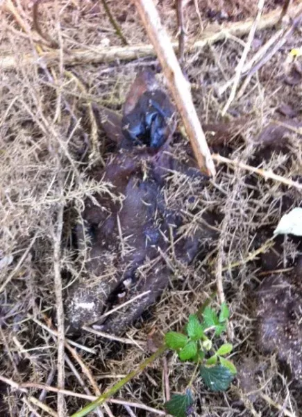 306121 386356091396870 790396801 n