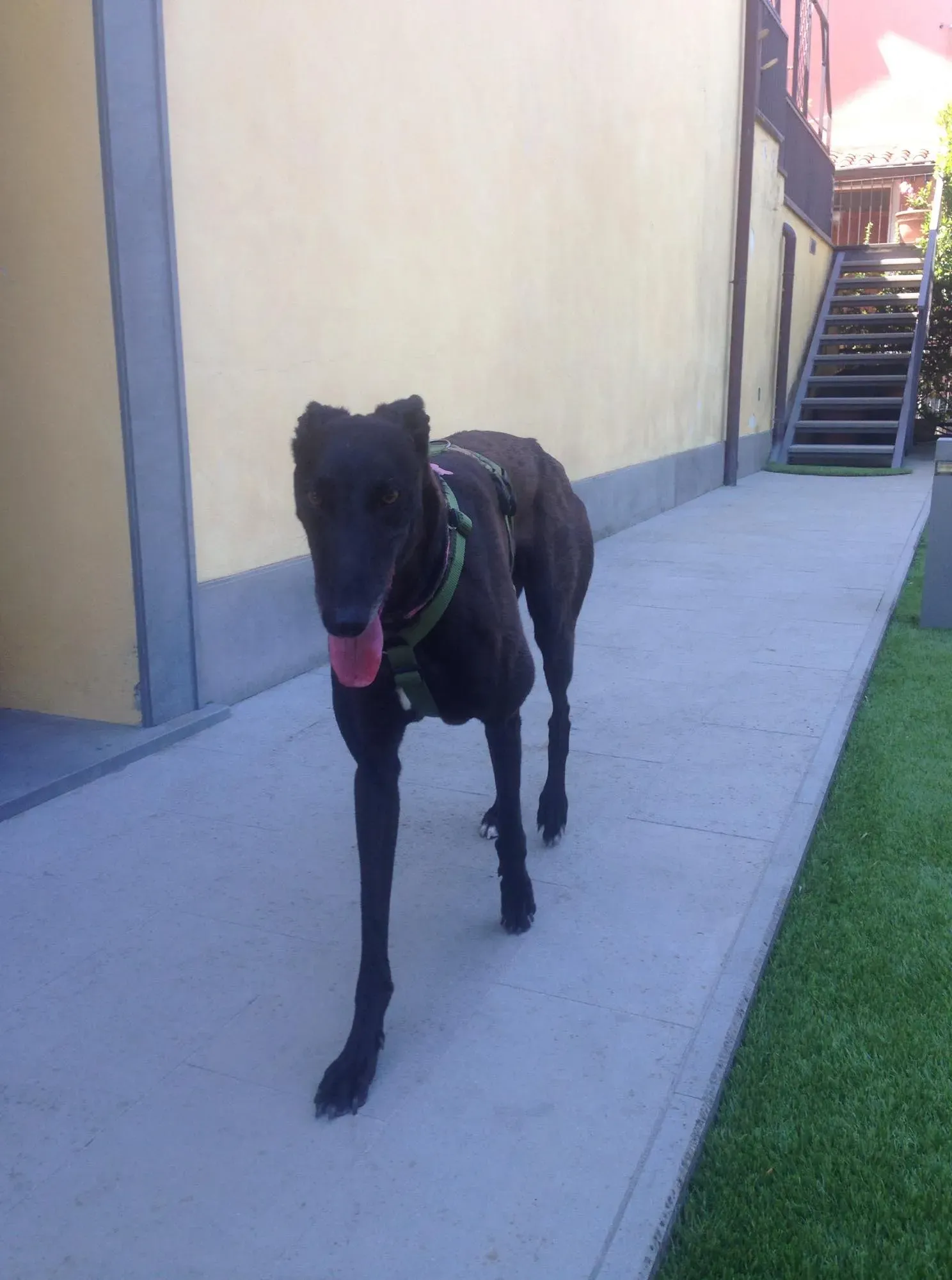 30  Rosie petlevrieri mercatodellacarne cina macao onlus