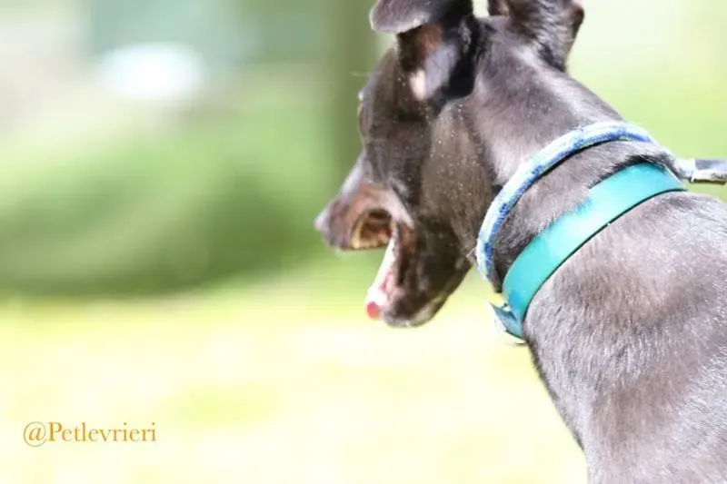 30 Jerry Greyhound rescue petlevrieri petlevrierionlus foster progettofoster