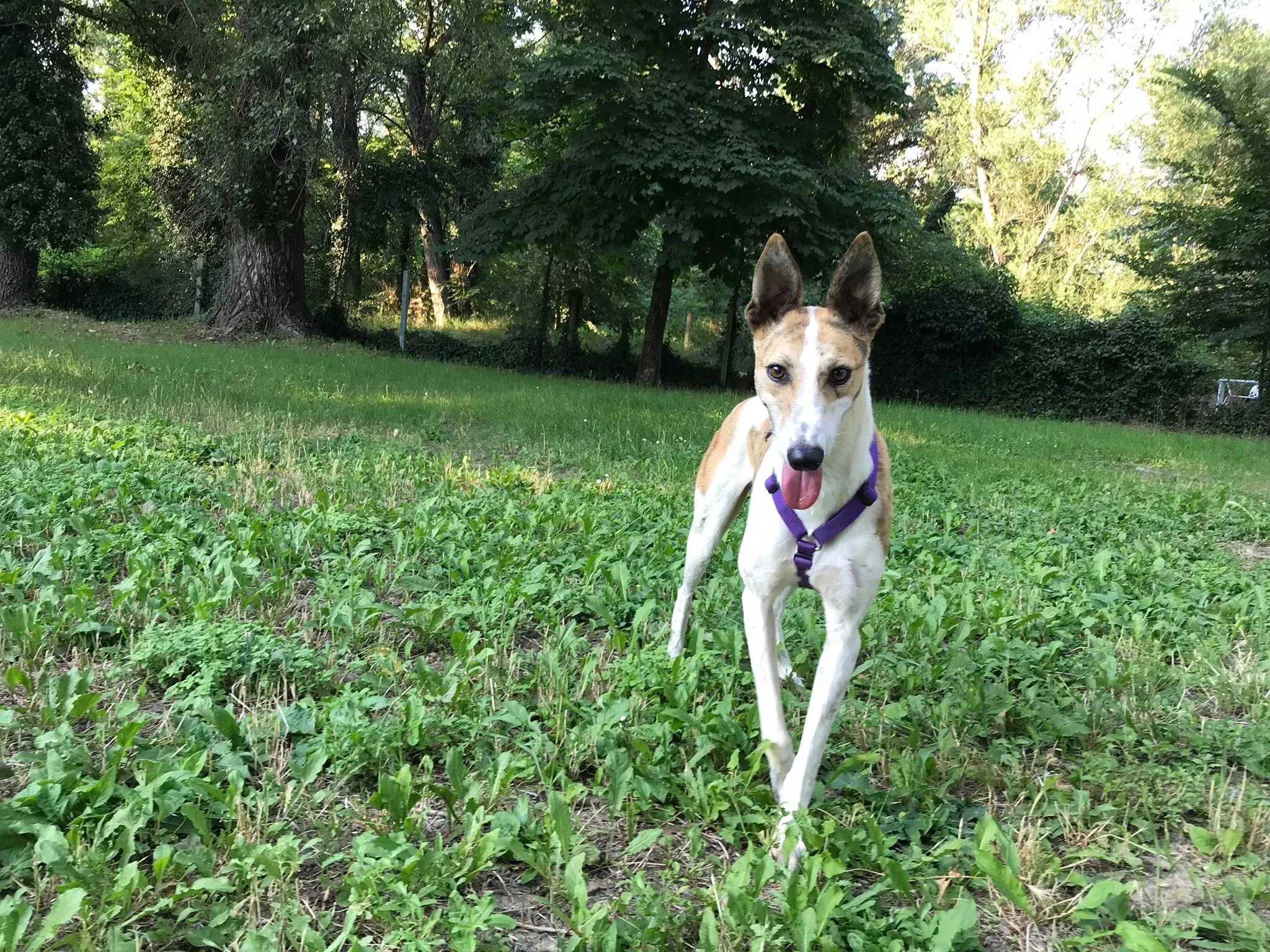 30 Sam whippet petlevrieri petlevrierionlus salvatomercatodellacarne Foster progettofoster.JPG