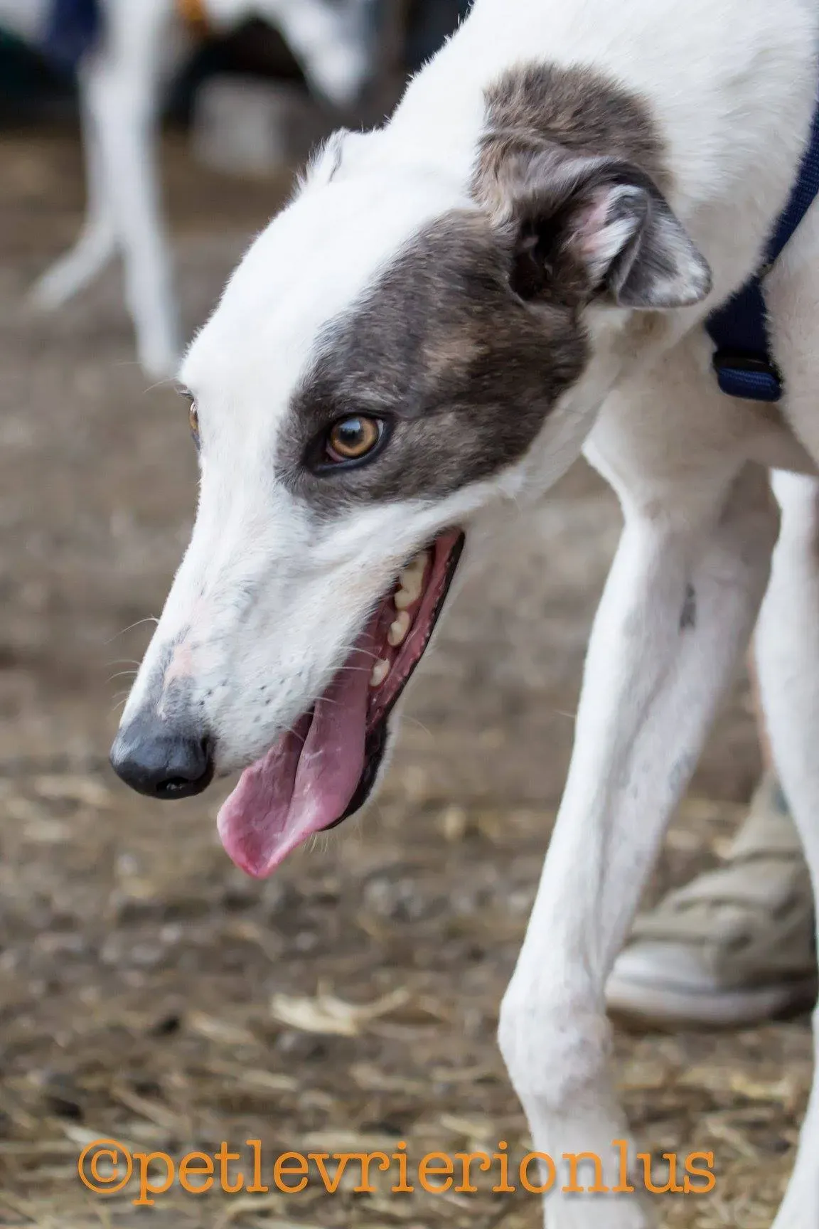 30 Spark Greyhound rescue petlevrieri petlevrierionlus foster progettofoster