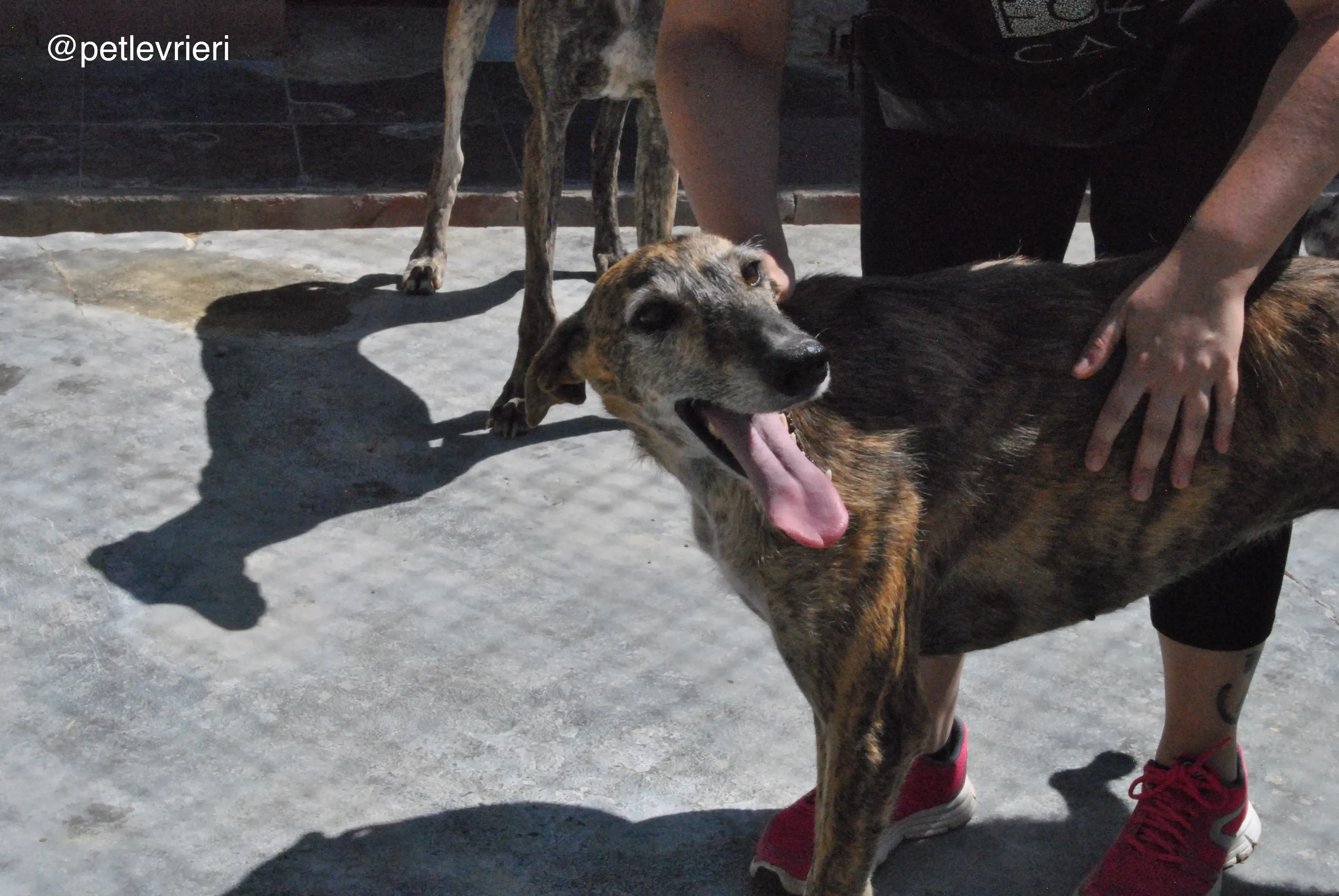 30 lala adozione galgo quarantena