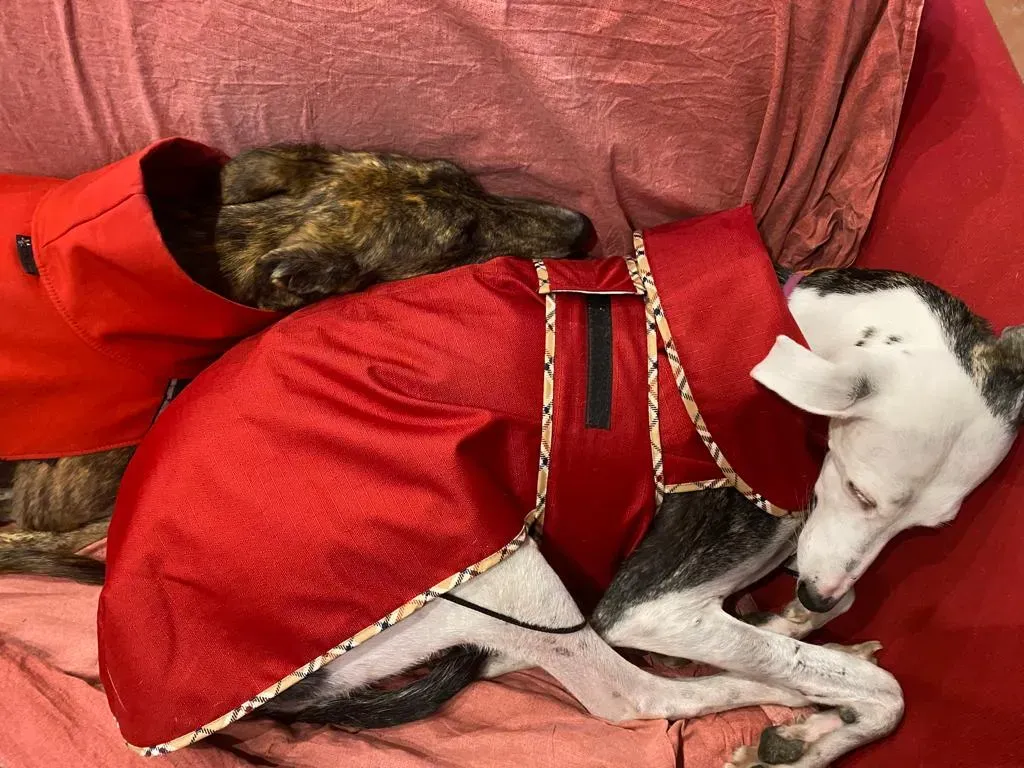 30ae86dc 50c0 41c2 99f9 db8d90c7ecc5