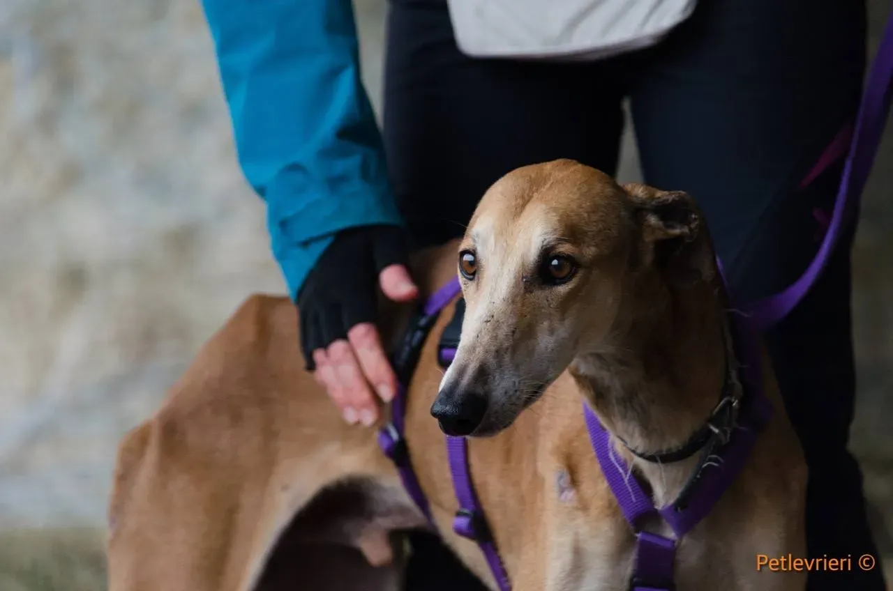 31 Imperio galgo adozione pet levrieri onlus