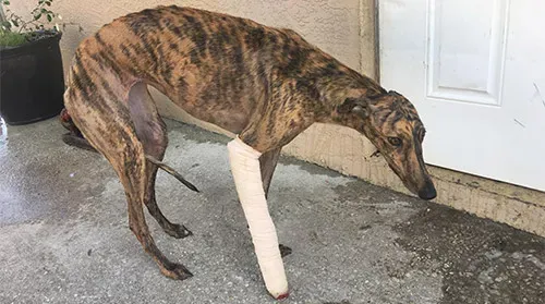 31059470 1005066439664401 2352674636824576000 n