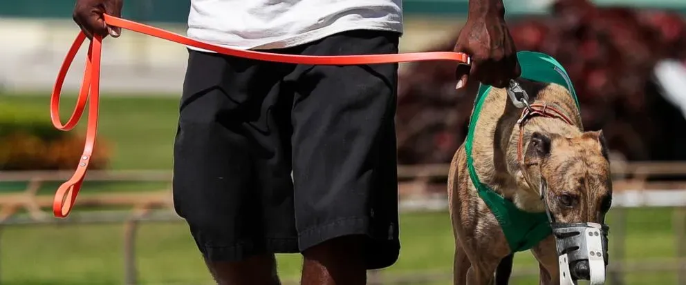 31059470 1005066439664401 2352674636824576001 n 2