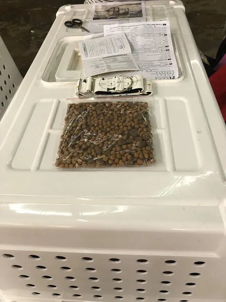 31059470 1005066439664401 2352674636824576003 n 3