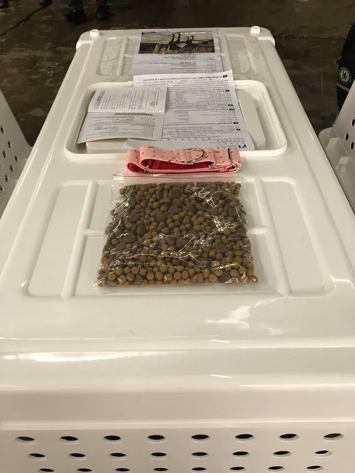 31059470 1005066439664401 2352674636824576004 n 4