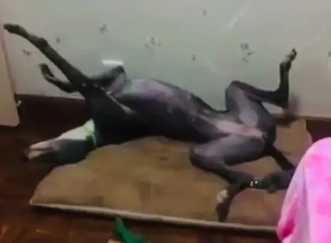 31059470 1005066439664401 2352674636824576004 n