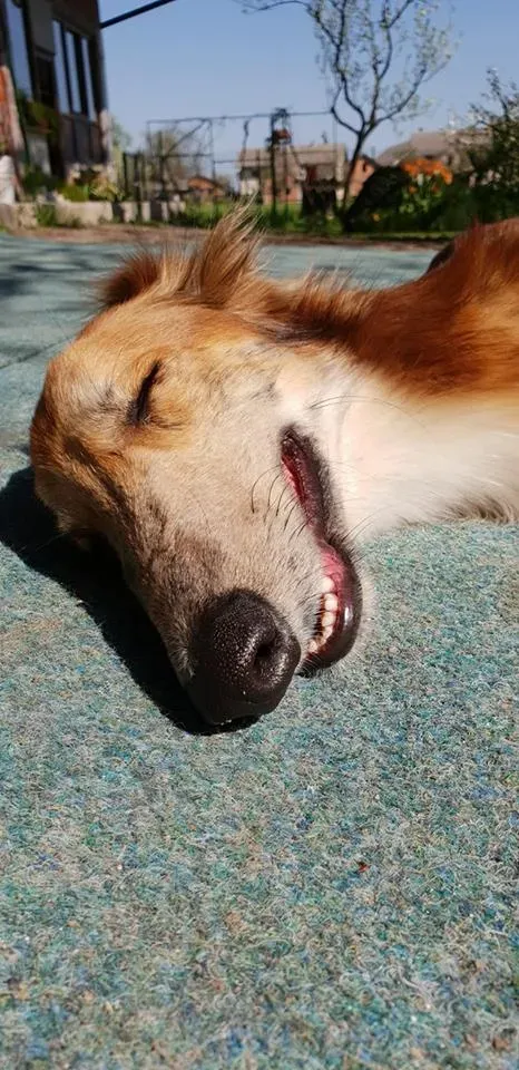 31091876 10216044434805218 321995420463005696 n