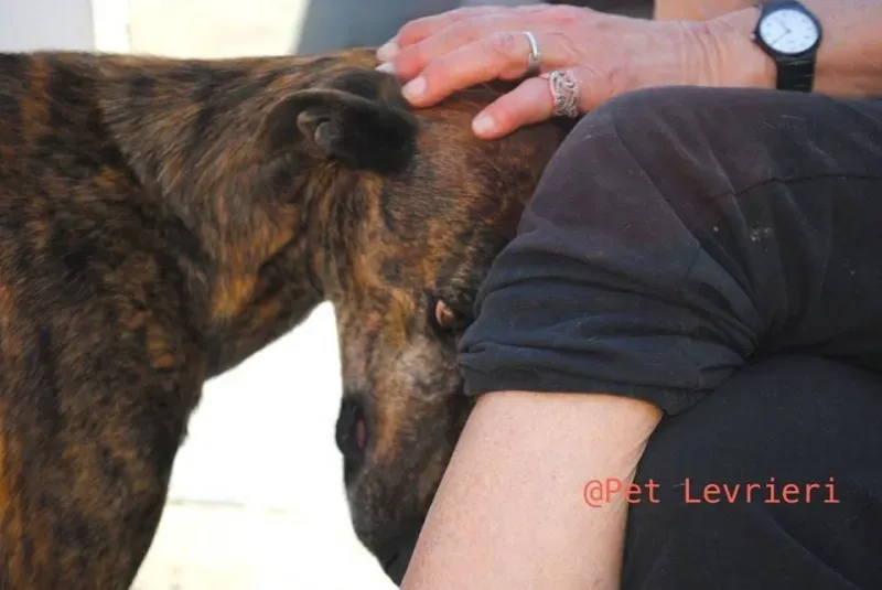 31131772 1702434183173763 4067596318669799424 n