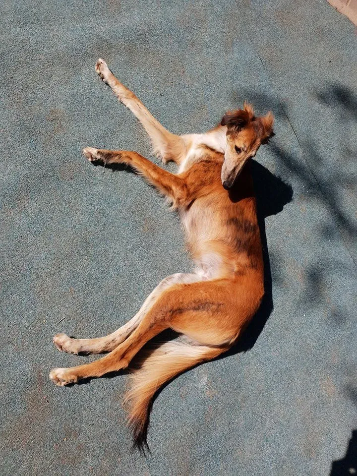 31164186 10216044434925221 6492732091774533632 n