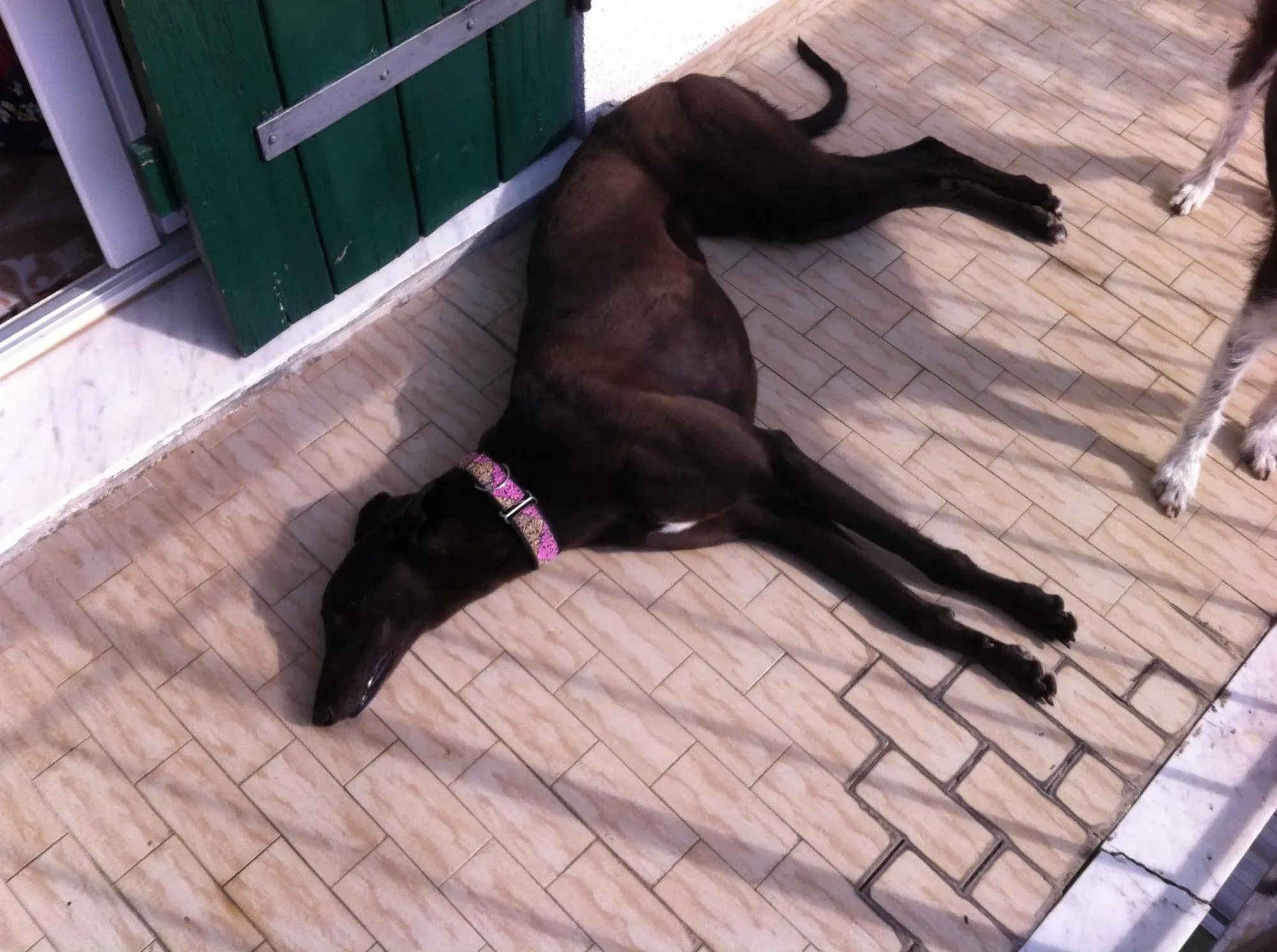 31  Rosie petlevrieri mercatodellacarne cina macao onlus