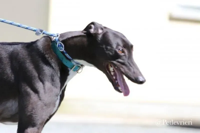 31 Jerry Greyhound rescue petlevrieri petlevrierionlus foster progettofoster