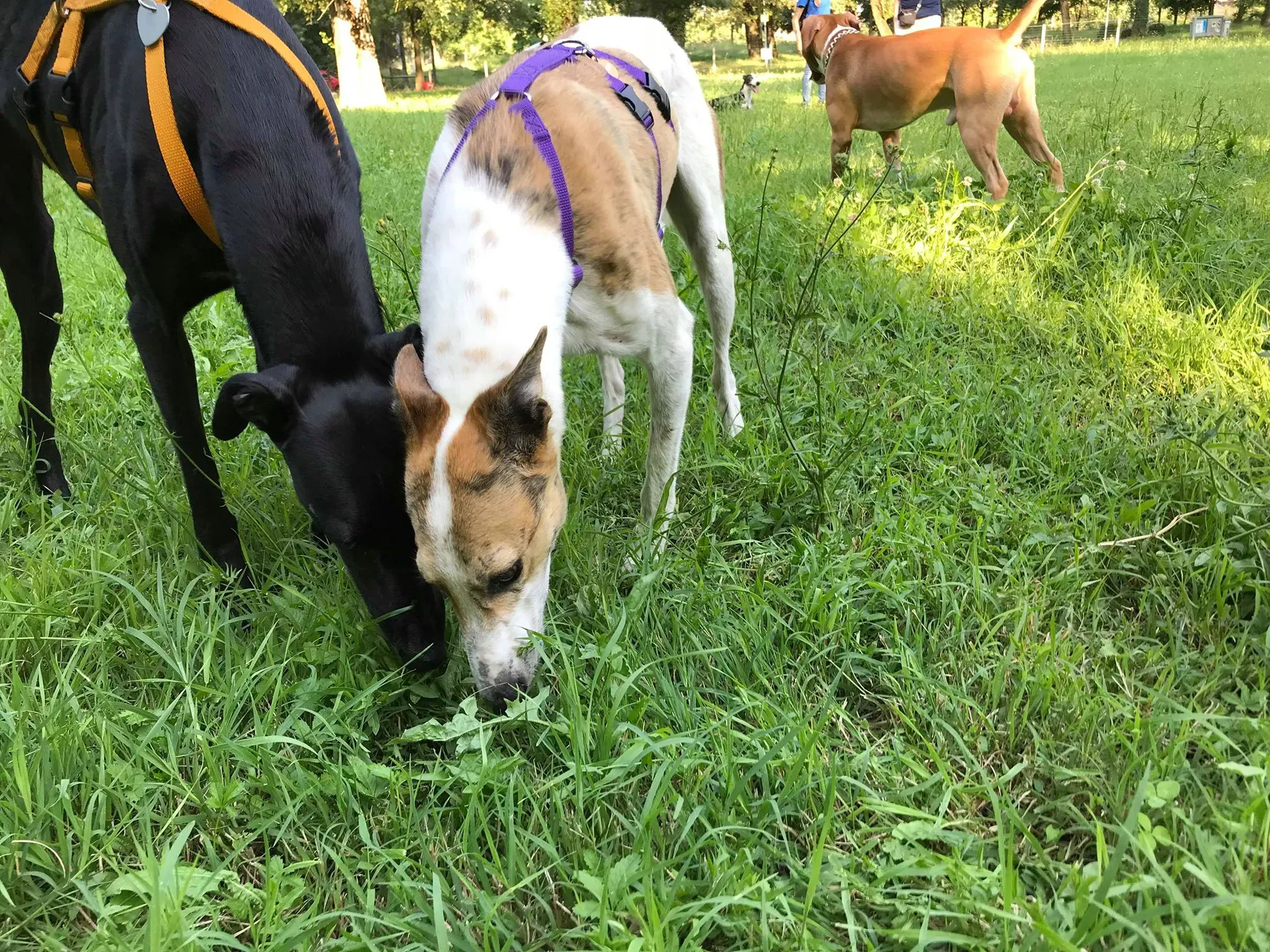 31 Sam whippet petlevrieri petlevrierionlus salvatomercatodellacarne Foster progettofoster.JPG