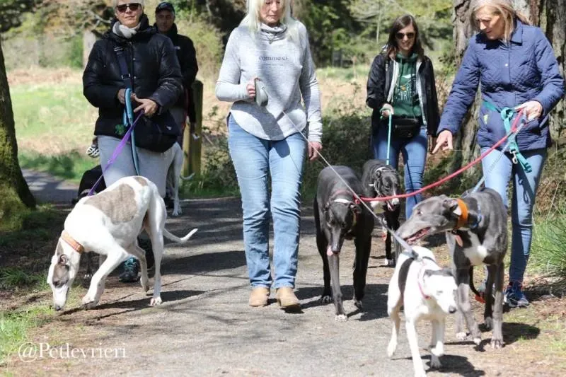 31 Spark Greyhound rescue petlevrieri petlevrierionlus foster progettofoster
