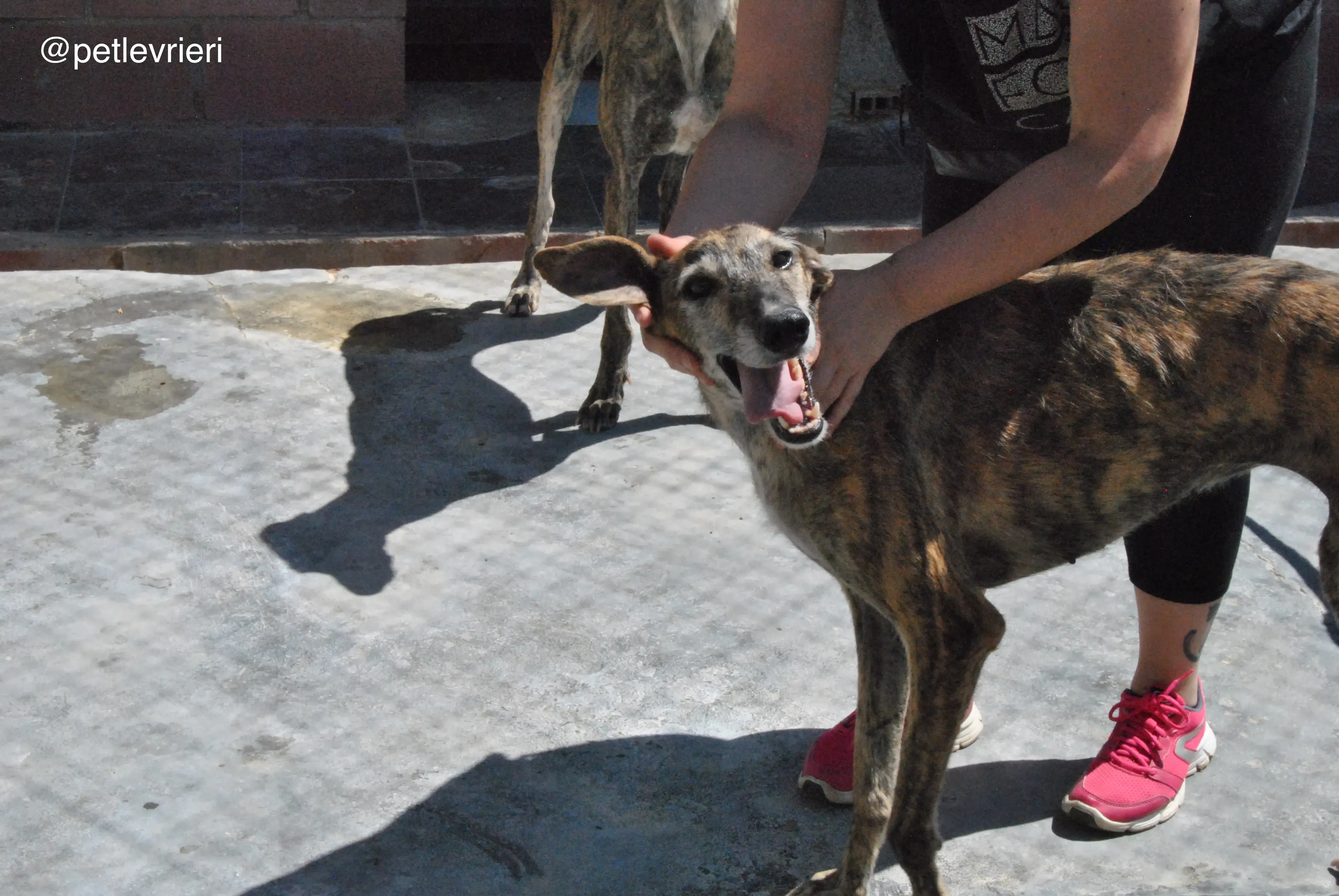 31 lala adozione galgo quarantena