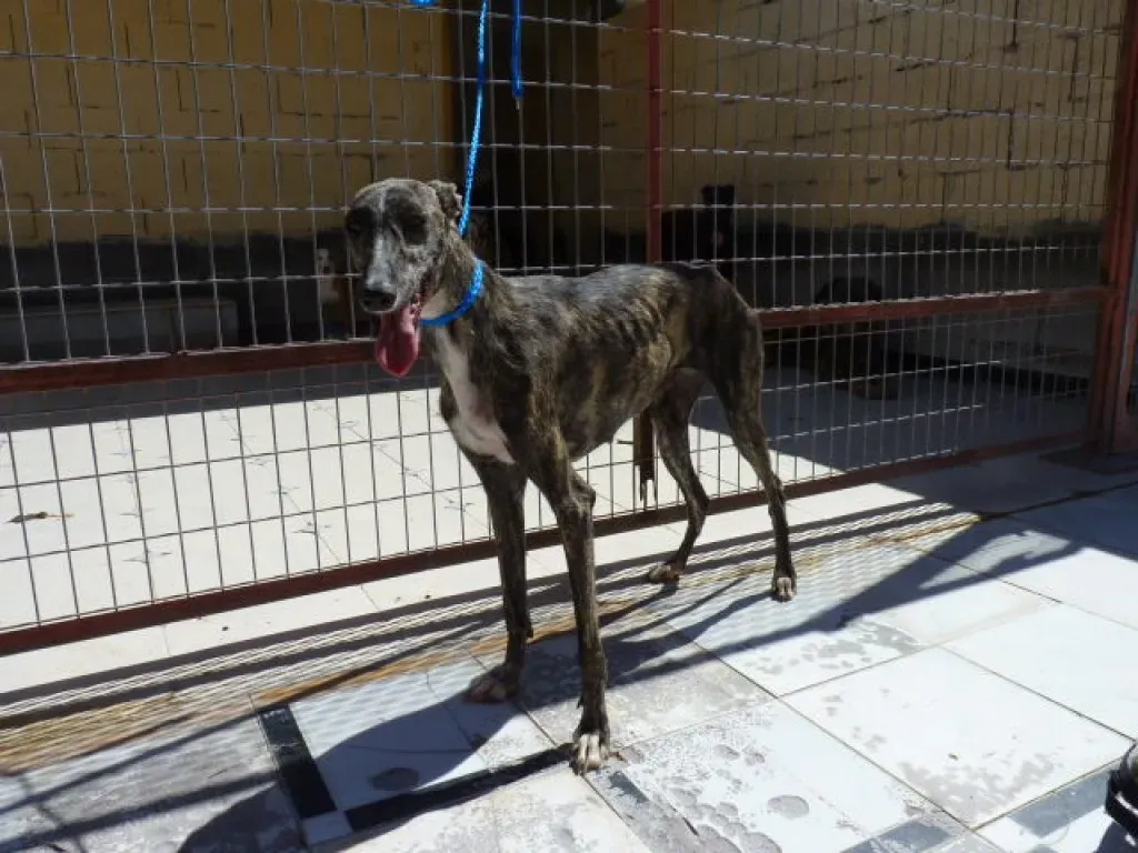 31 luina adozione levrieri galgo
