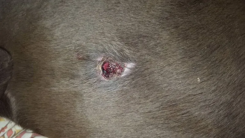 32089218 2235903413094222 3431790238005985280 n