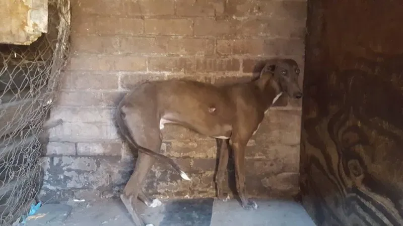 32089236 2235902803094283 8360512514382888960 n