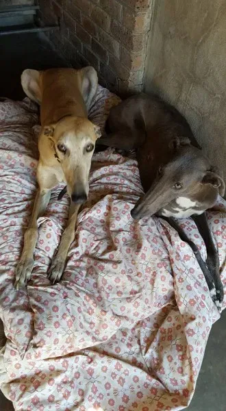 32089376 2235904169760813 6346446489220284416 n