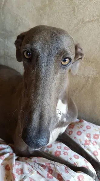 32105543 2235904009760829 2668696977549557760 n