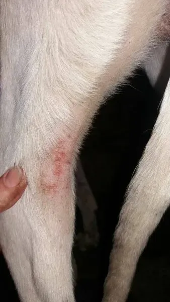 32130625 2235903706427526 3812283920494362624 n