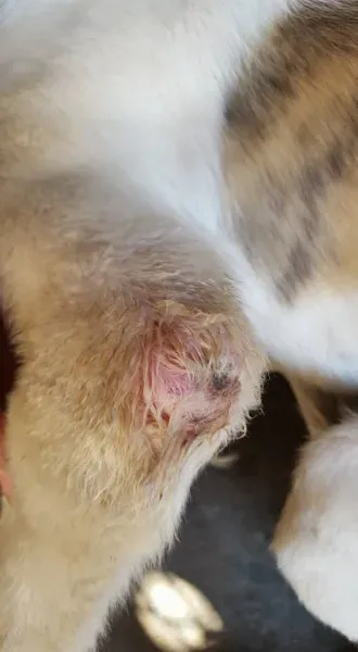 32191298 2235903479760882 8106070504214888448 n