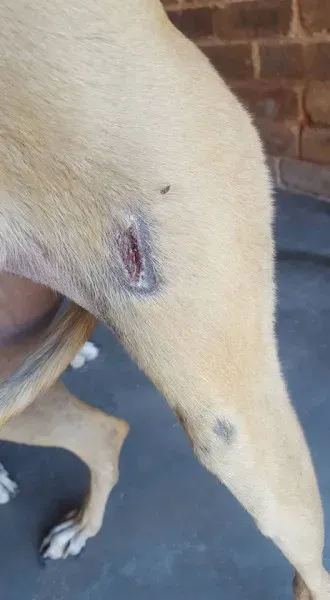 32191414 2235903246427572 7287412534590570496 n