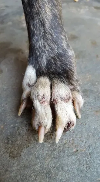 32191807 2235903159760914 4932101187278209024 n