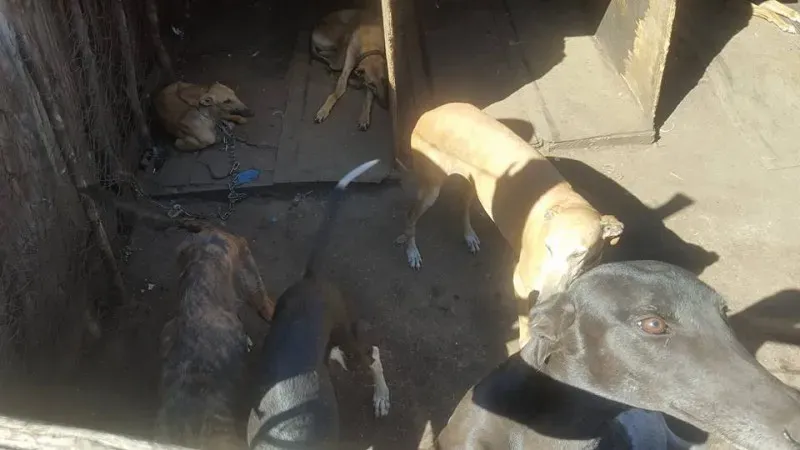 32239748 2235902213094342 6541405285397823488 n