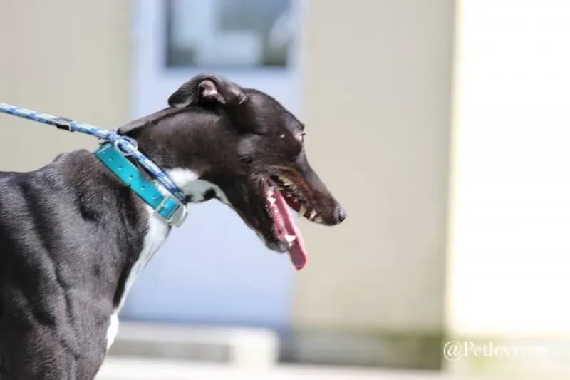 32 Jerry Greyhound rescue petlevrieri petlevrierionlus foster progettofoster