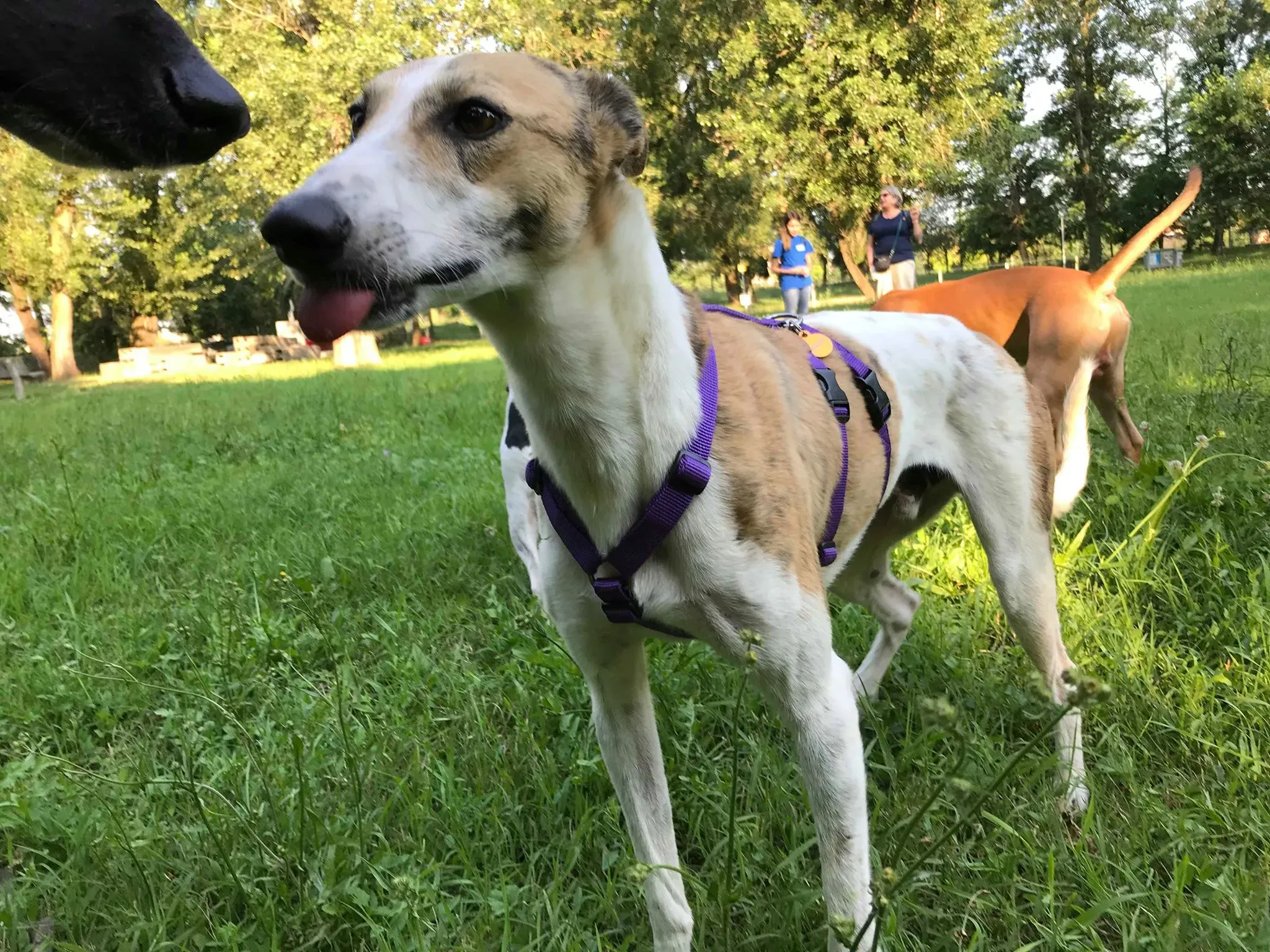 32 Sam whippet petlevrieri petlevrierionlus salvatomercatodellacarne Foster progettofoster.JPG