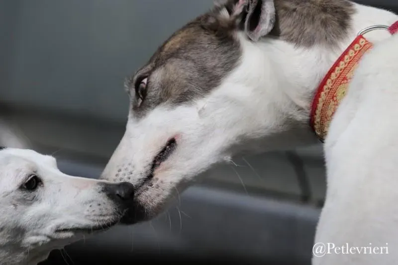 32 Spark Greyhound rescue petlevrieri petlevrierionlus foster progettofoster