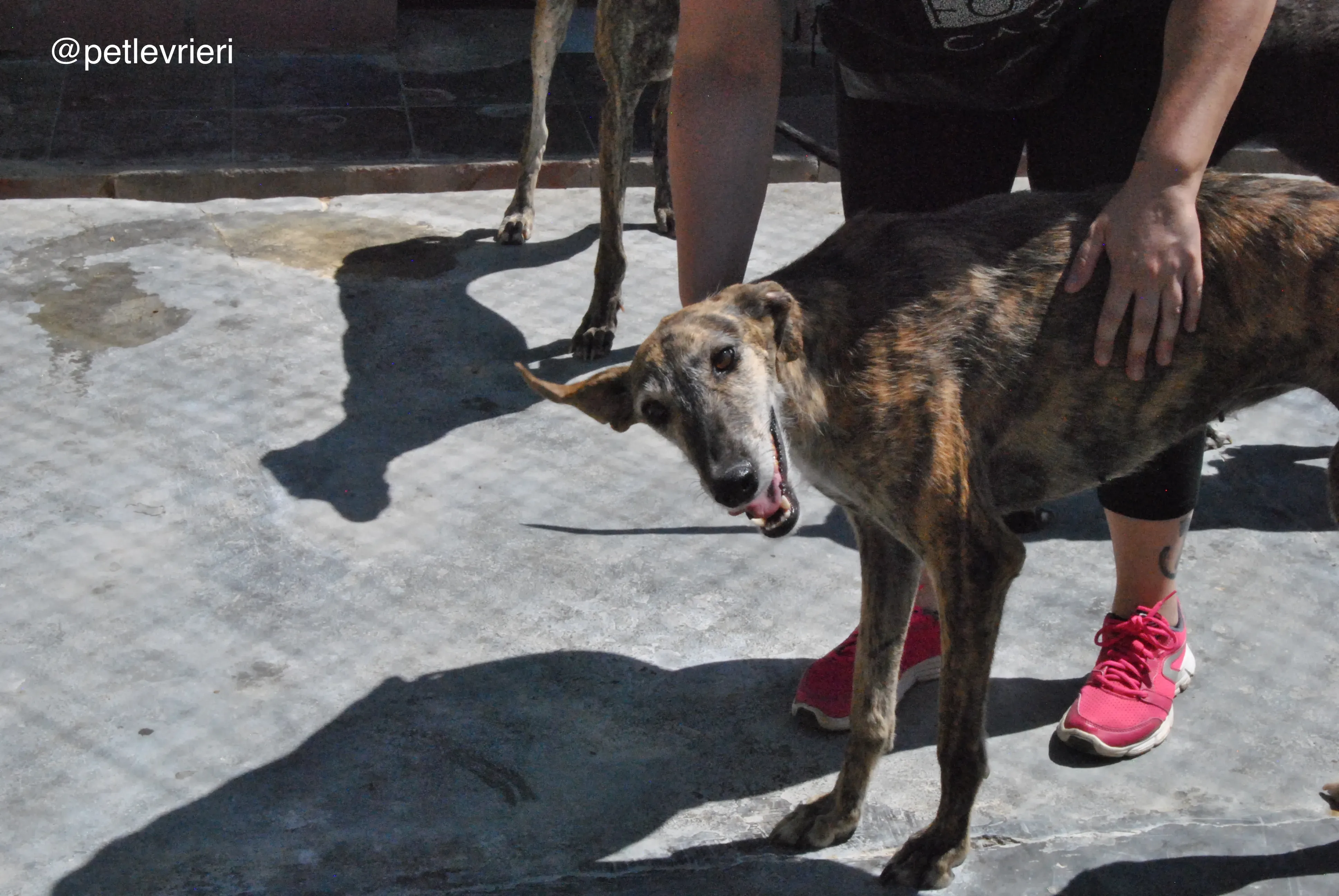 32 lala adozione galgo quarantena