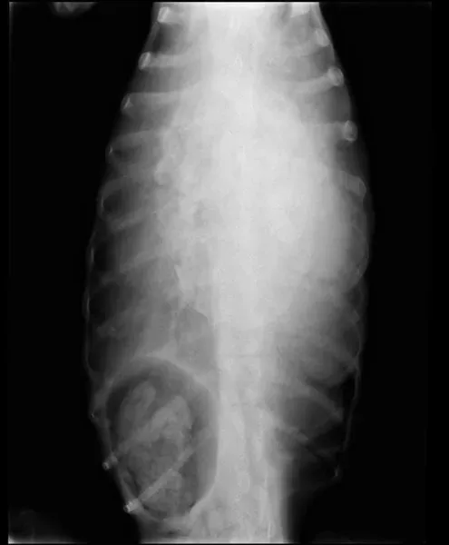 33114657 651965321812079 635176382623645696 n