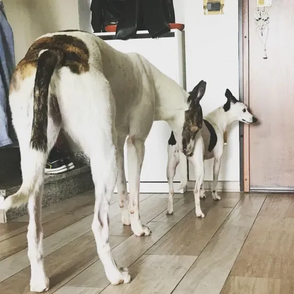 33895762 1596467820401927 1716193236977975296 n