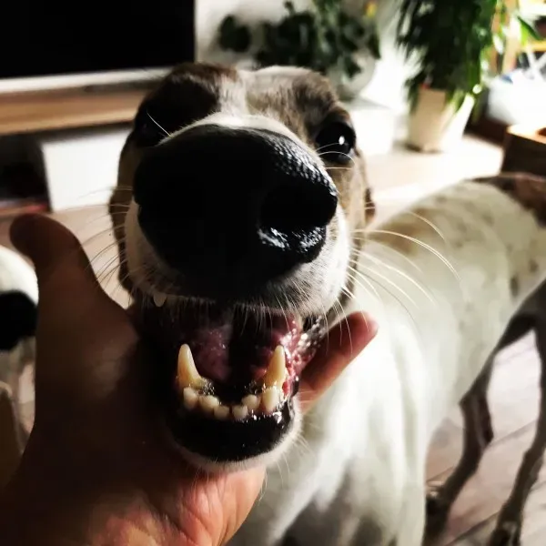 33965313 1596468017068574 8263516605057597440 n