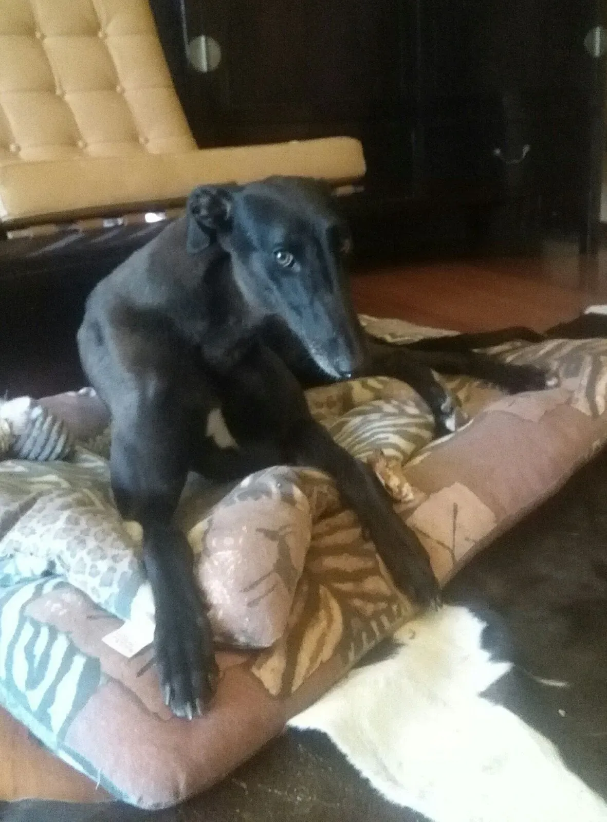 33  Rosie petlevrieri mercatodellacarne cina macao onlus