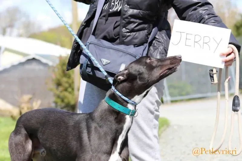 33 Jerry Greyhound rescue petlevrieri petlevrierionlus foster progettofoster